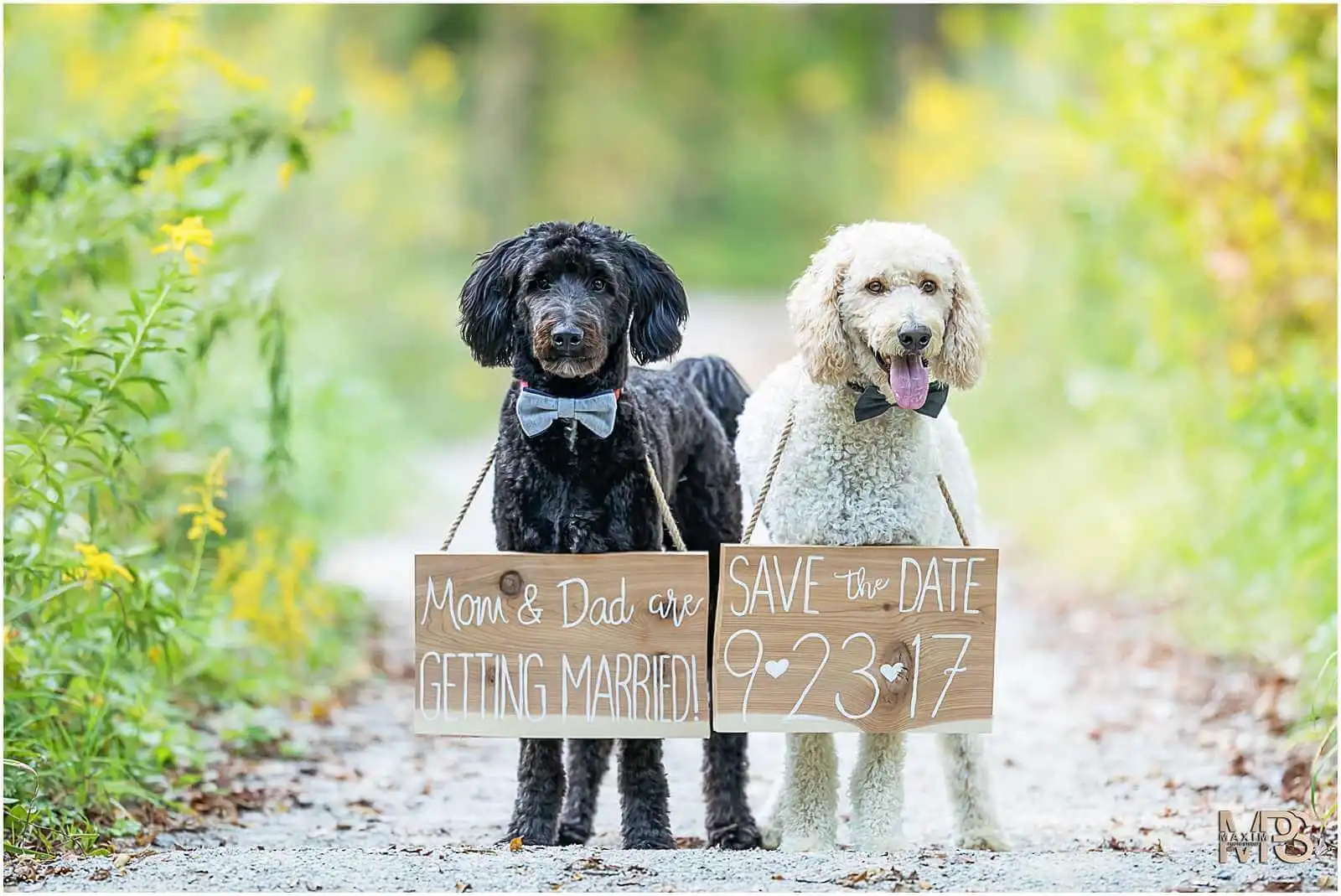 Cincinnati Nature Center Wedding Engagement with dogs