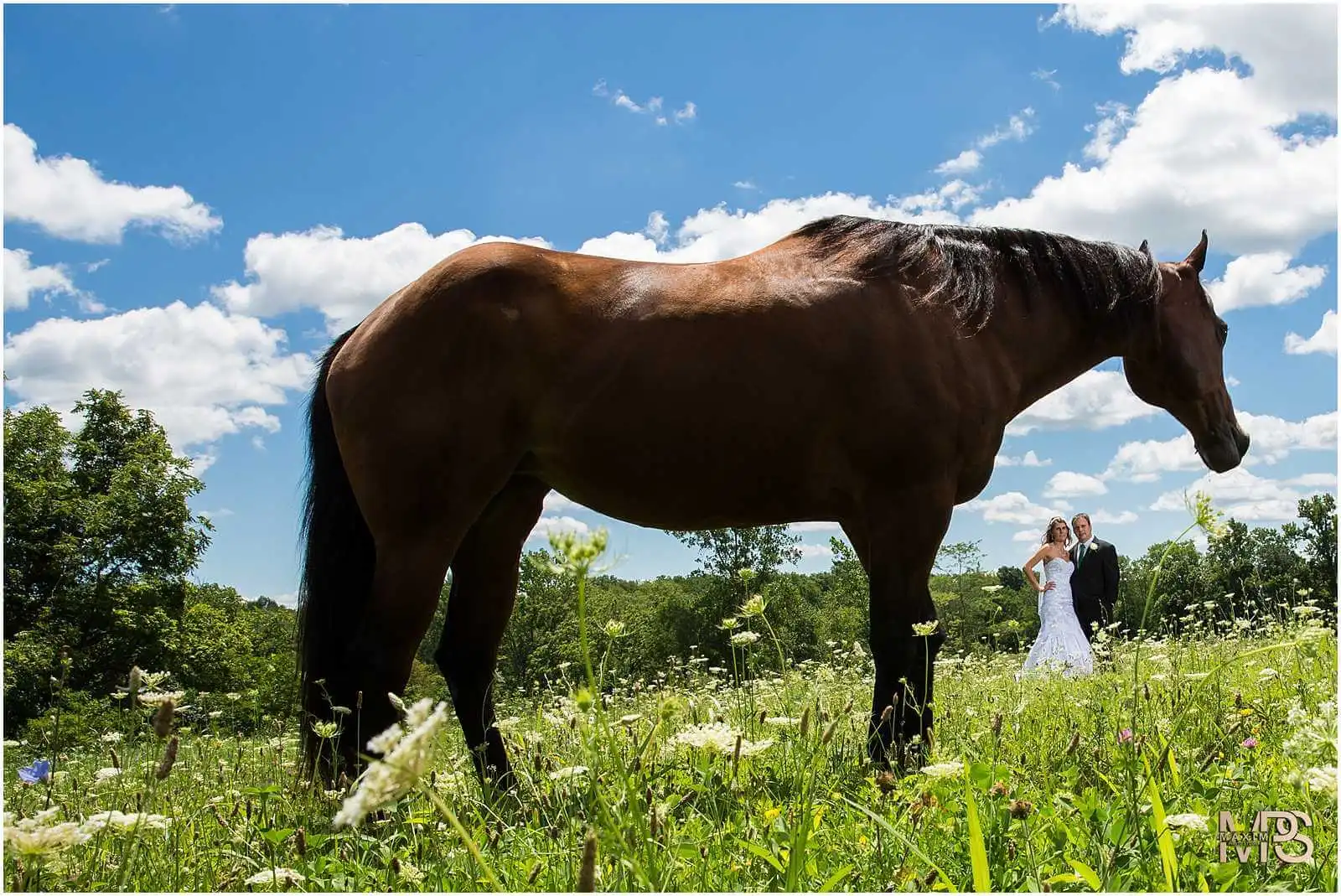 Columbus Wedding Photographers, Wedding aftershoot with horses