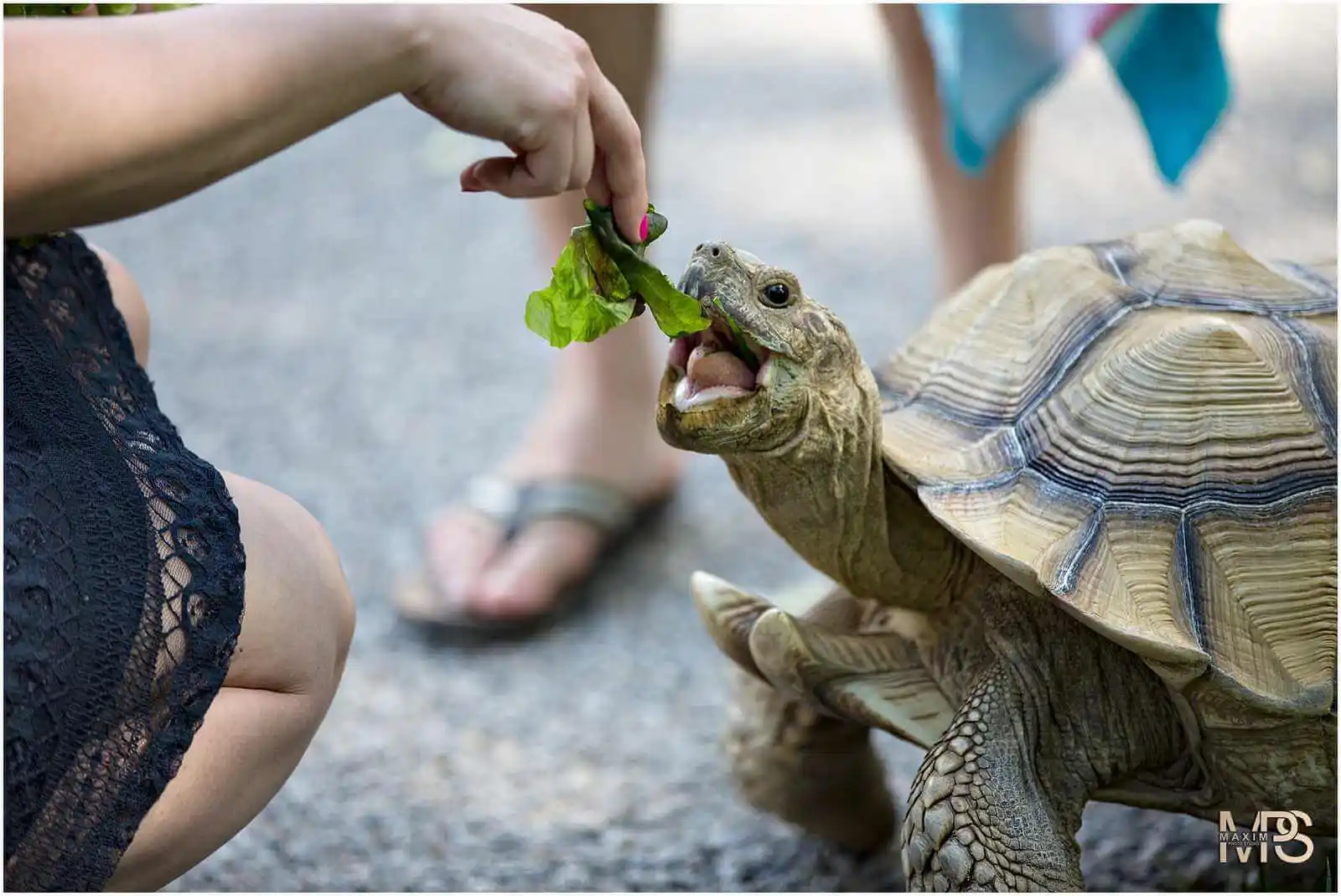 Person feeding fresh lettuce to a hungry tortoise.