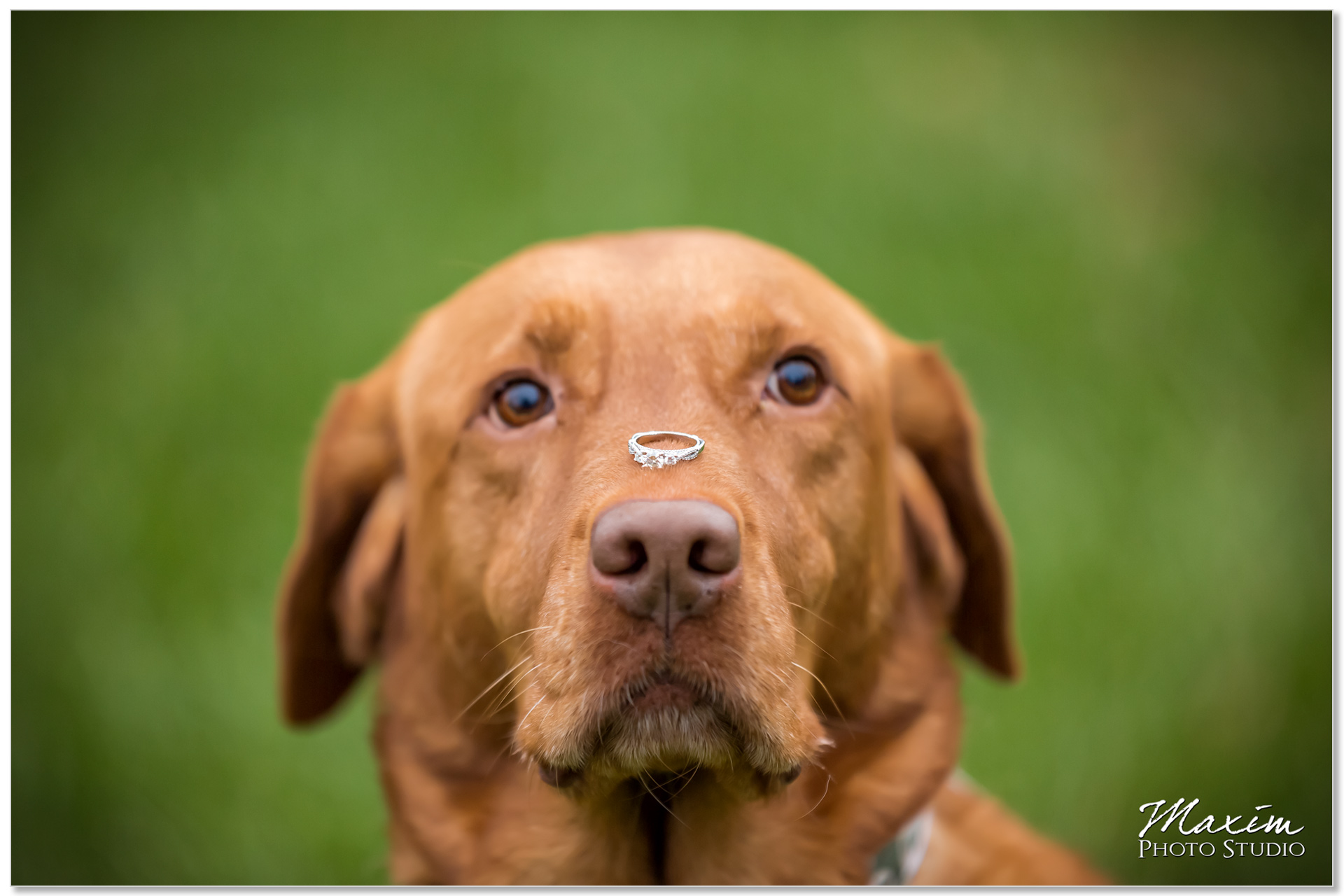 Spring grove cincinnati cemetery engagement dog ring