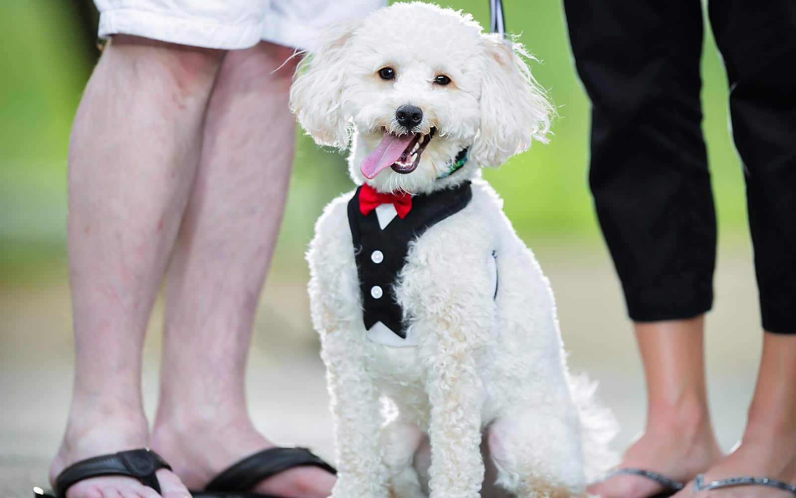Eden Park Cincinnati wedding engagement dog