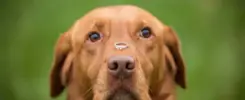 Spring Grove Cemetery Cincinnati dog with wedding ring
