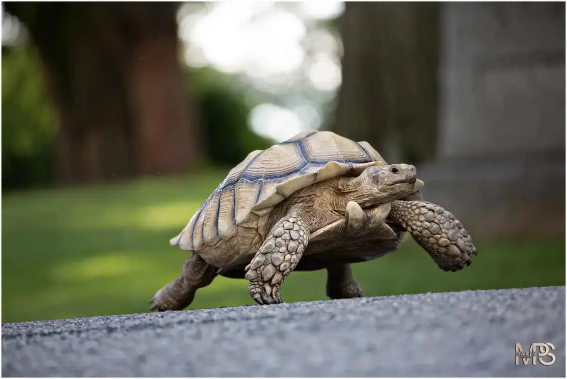 Tortoise walking outdoors on a sunny day.